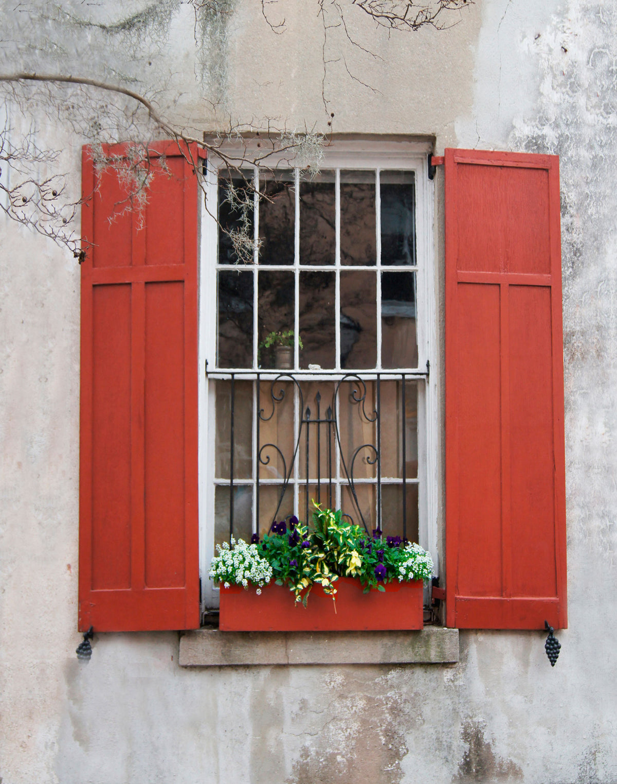 Charleston Windowboxes  Red shutters with branch